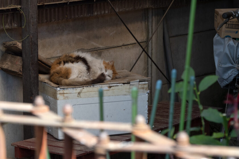 昭島市の猫