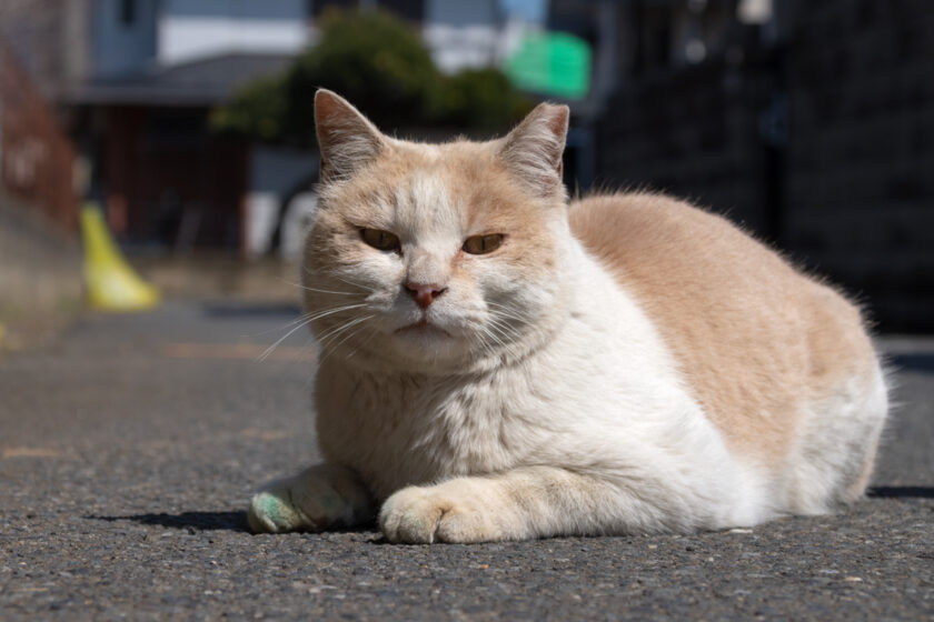 所沢市の猫