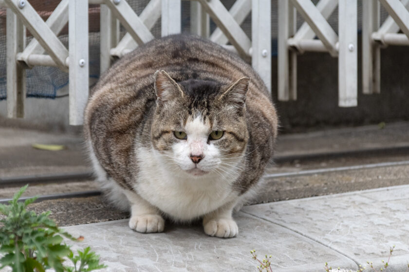 調布市の猫