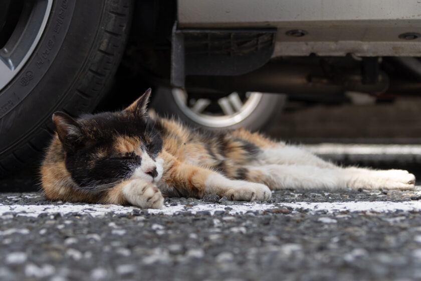 福生市の猫