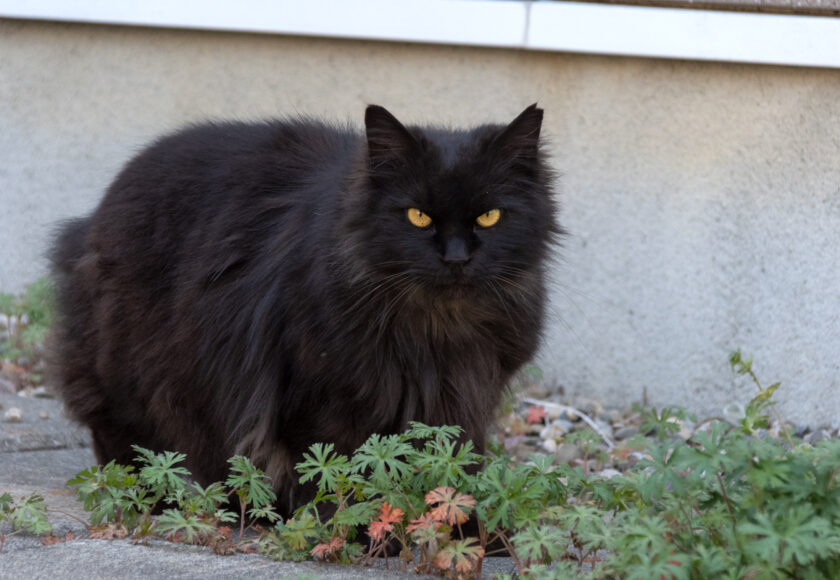 府中市の猫