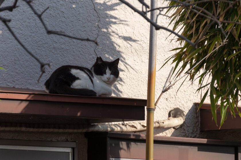 府中市の猫