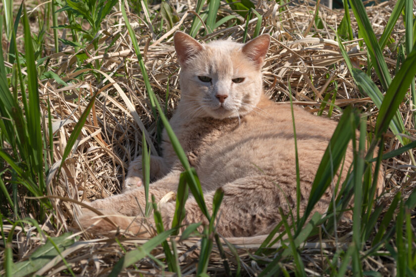 川崎市の猫