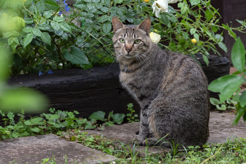 府中市の猫