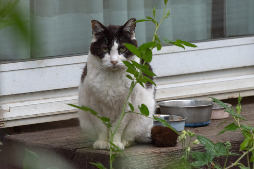 府中市の猫