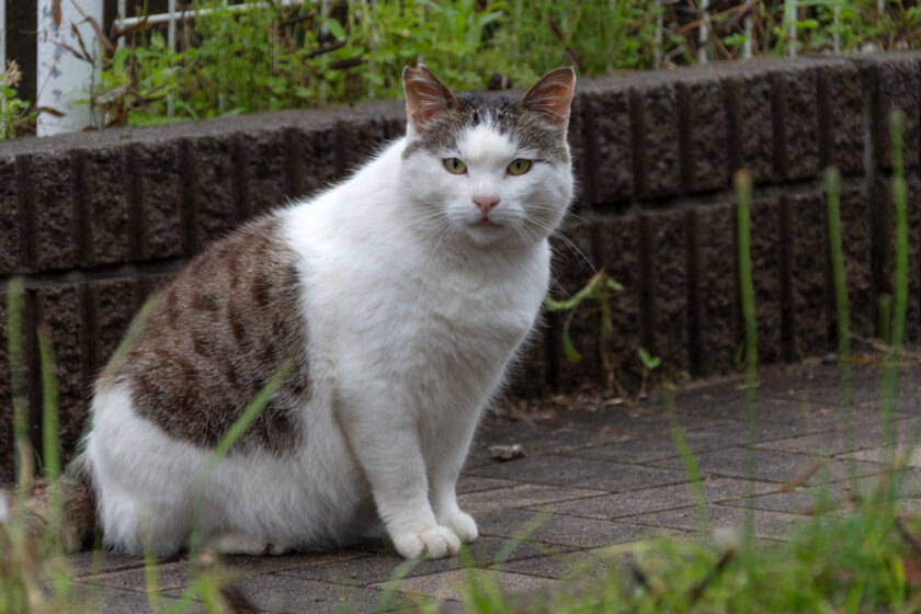 多摩市の猫