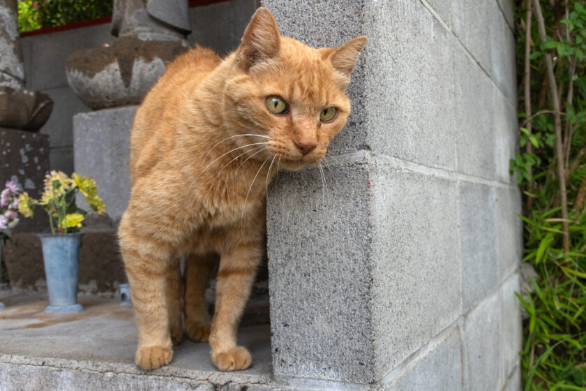 多摩市の猫