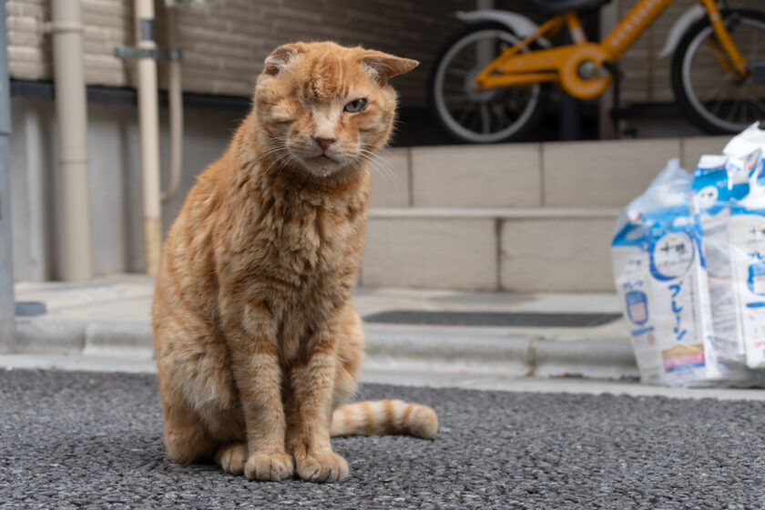 立川市の猫