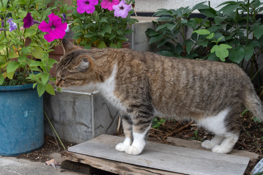 日野市の猫