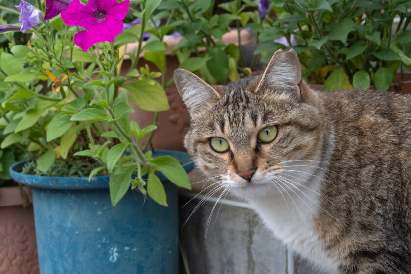 日野市の猫