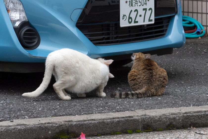 日野市の猫