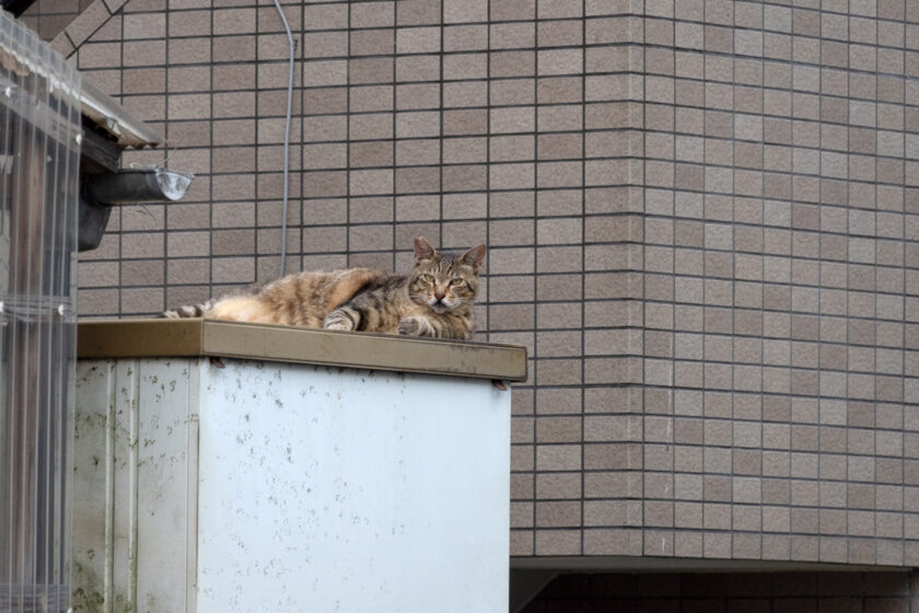 新宿区の猫