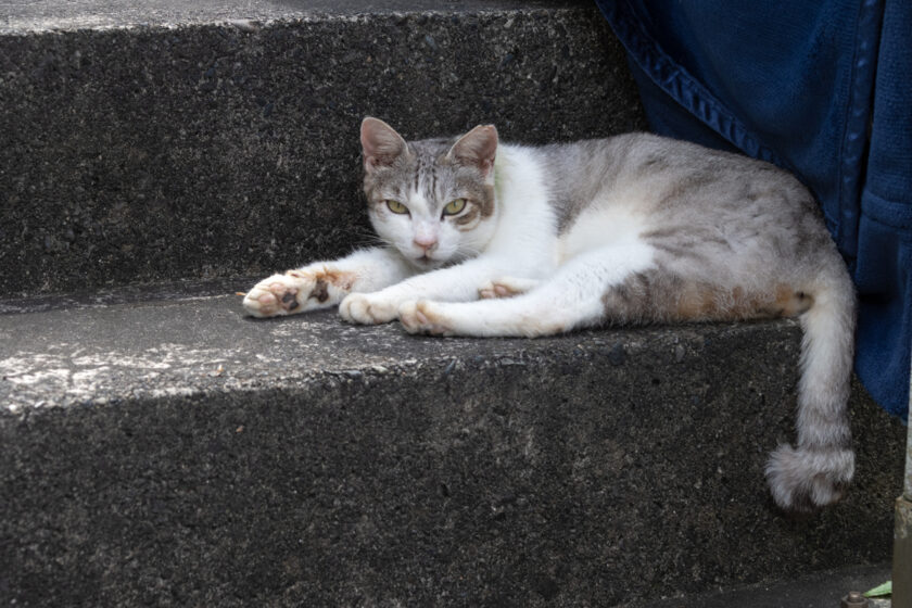 神津島村の猫