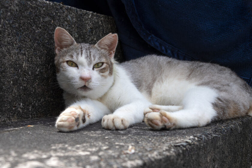 神津島村の猫