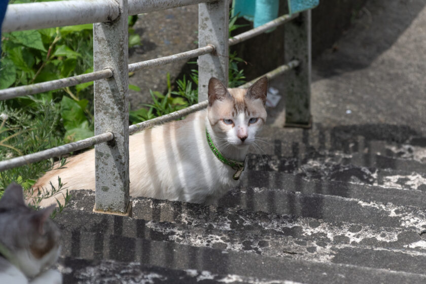 神津島村の猫