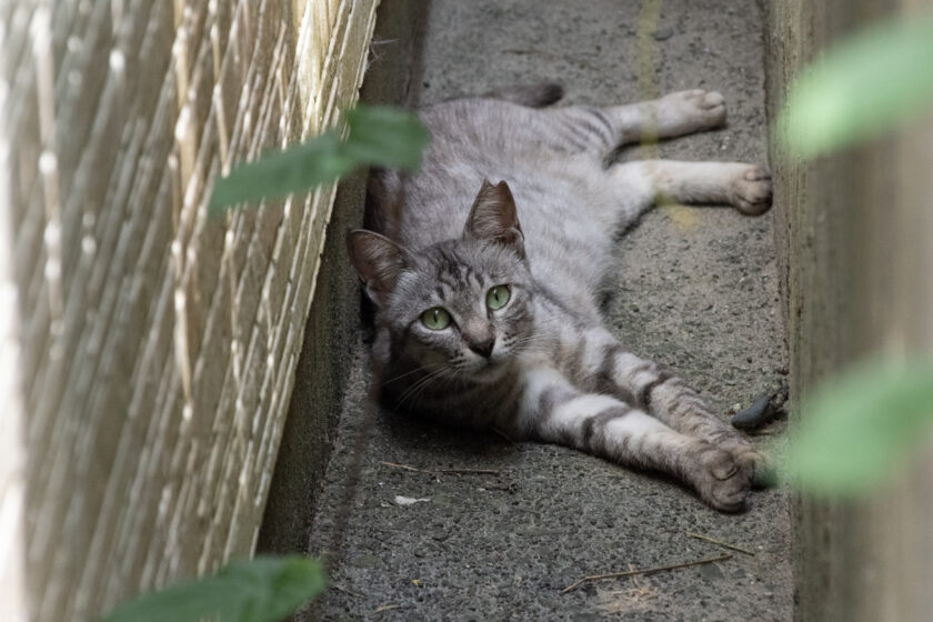 神津島村の猫