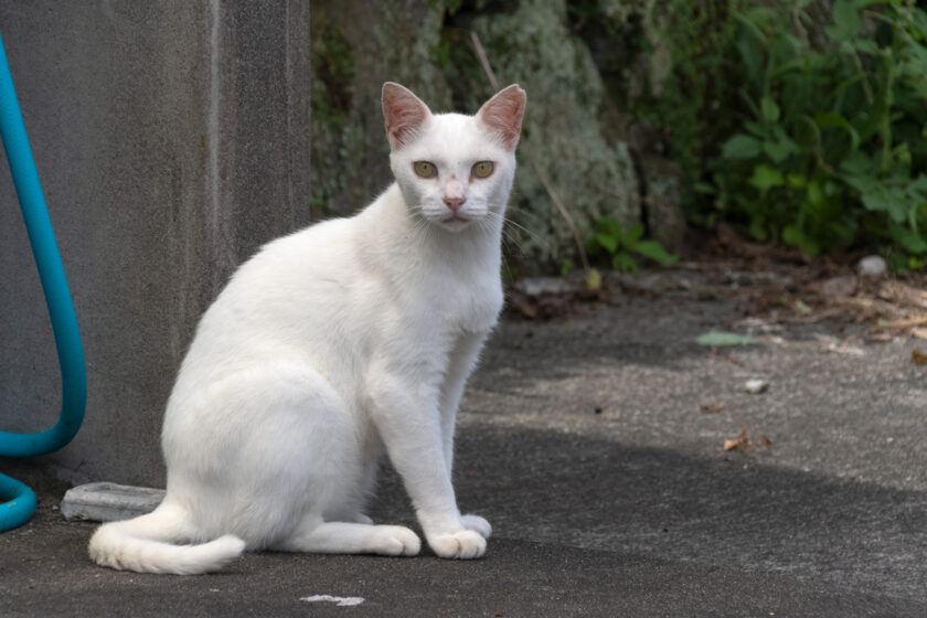 神津島村の猫