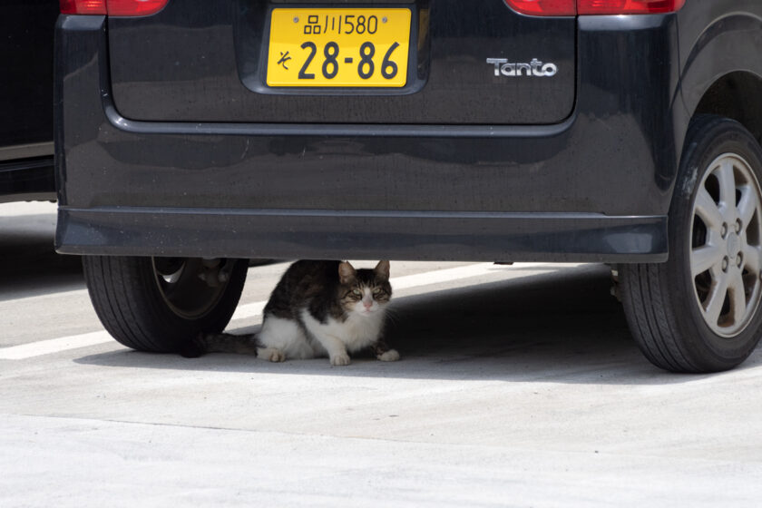 神津島村の猫