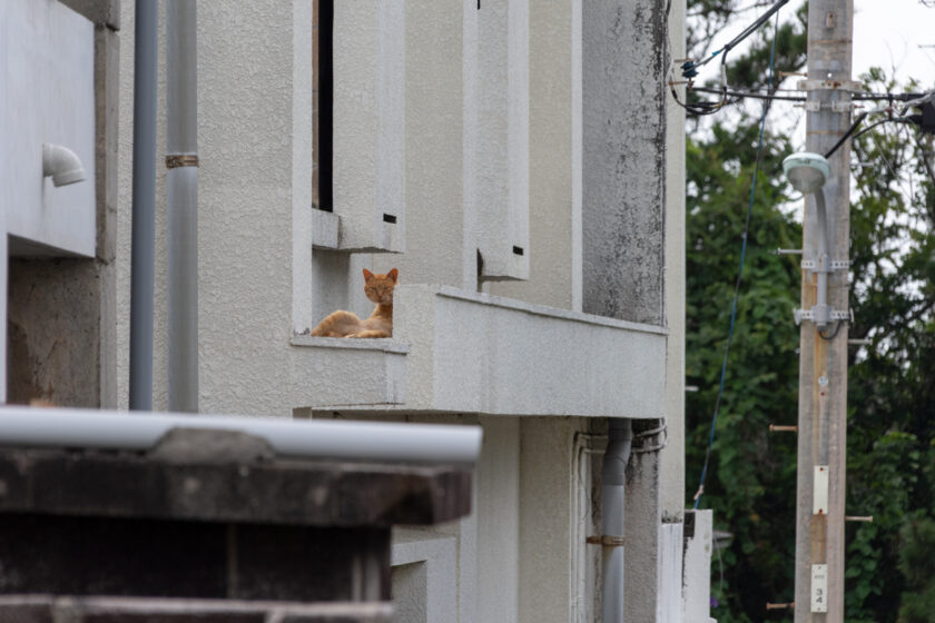 新島村の猫