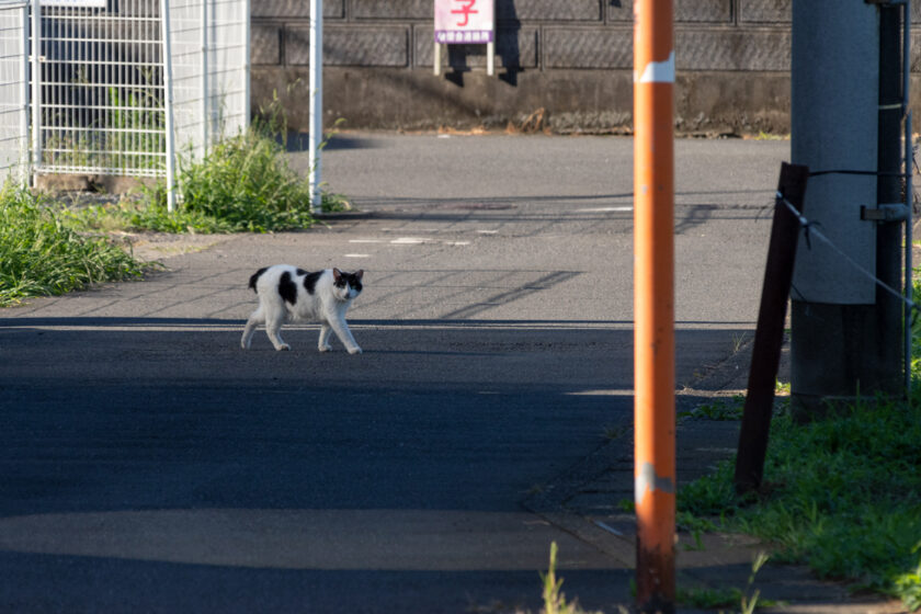 日野市の猫