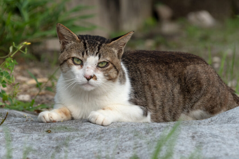 新島村の猫
