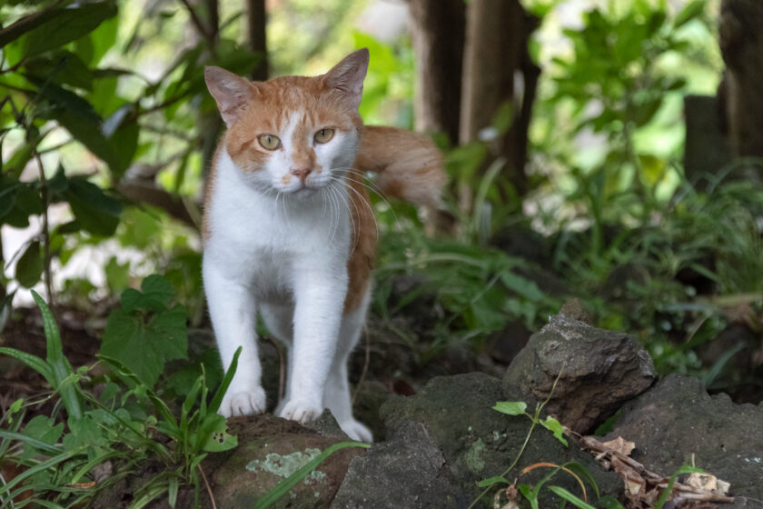利島村の猫