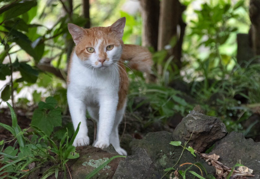 利島村の猫