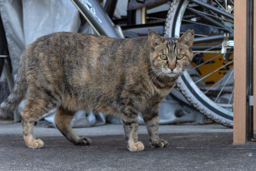 日野市の猫