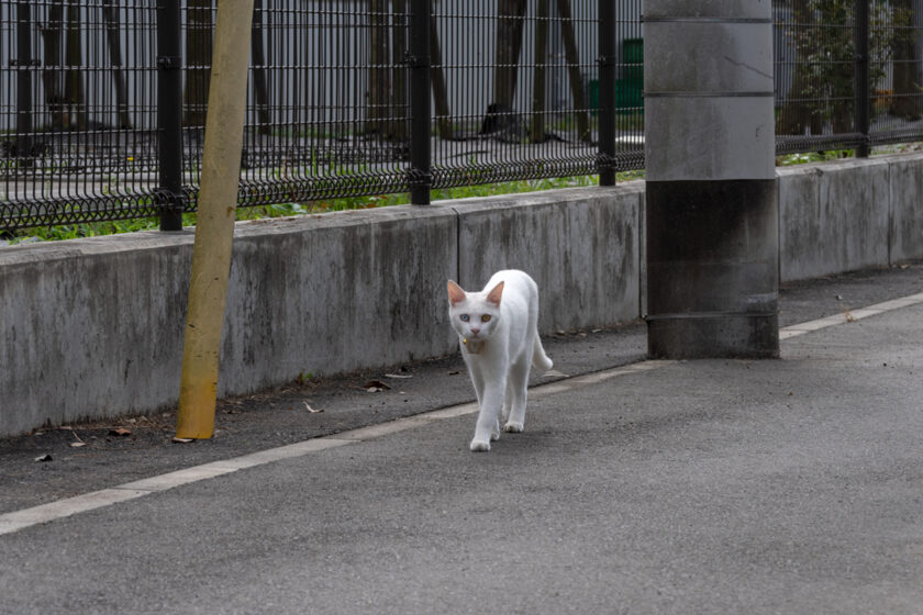 福生市の猫