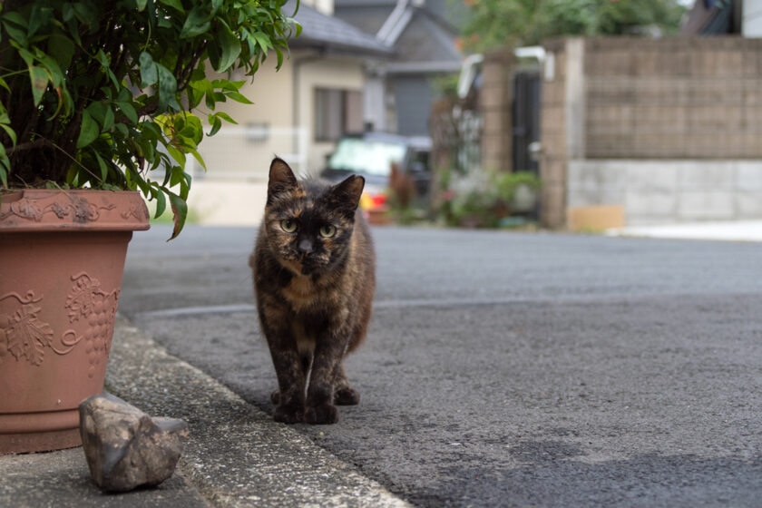 横浜市の猫