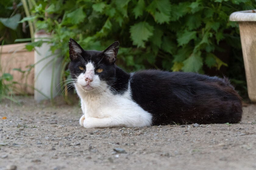 横浜市の猫