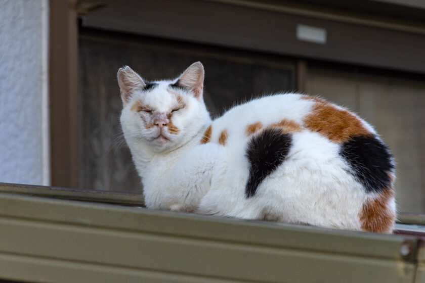 福生市の猫