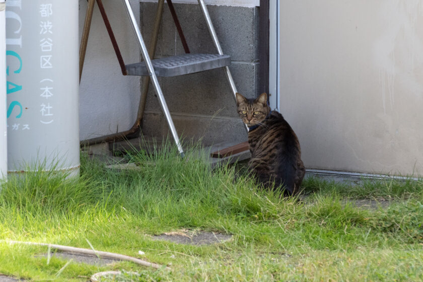 福生市の猫