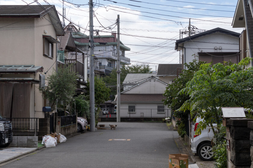 福生市の猫