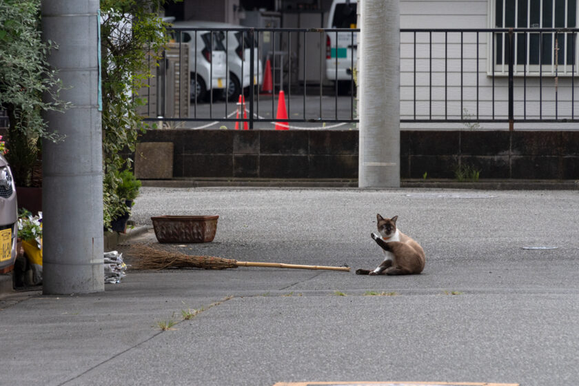 福生市の猫