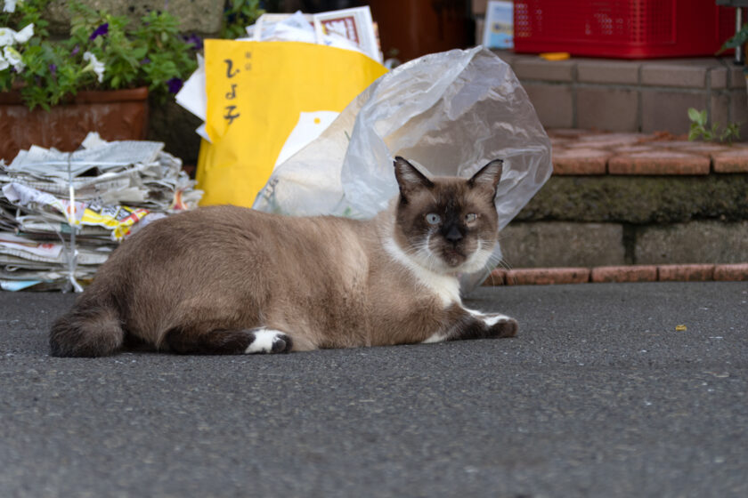 福生市の猫