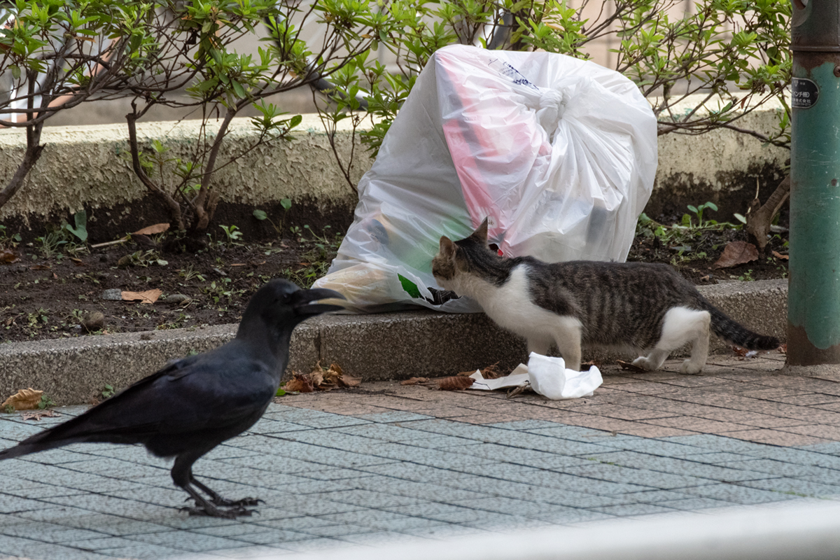 東京都の自治体を制覇してみる 一日一猫