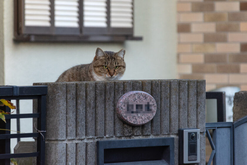 日野市の猫