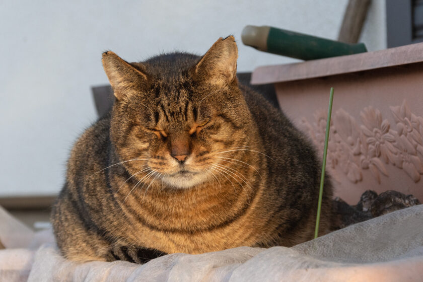 日野市の猫