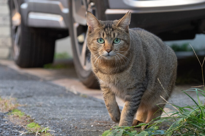 日野市の猫