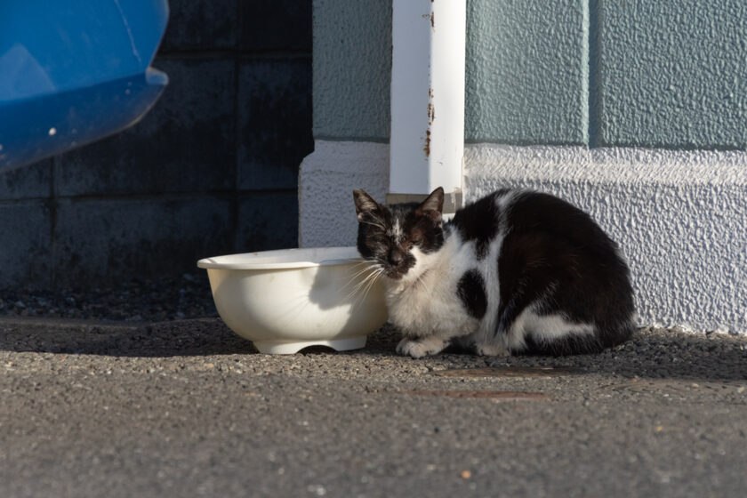 日野市の猫