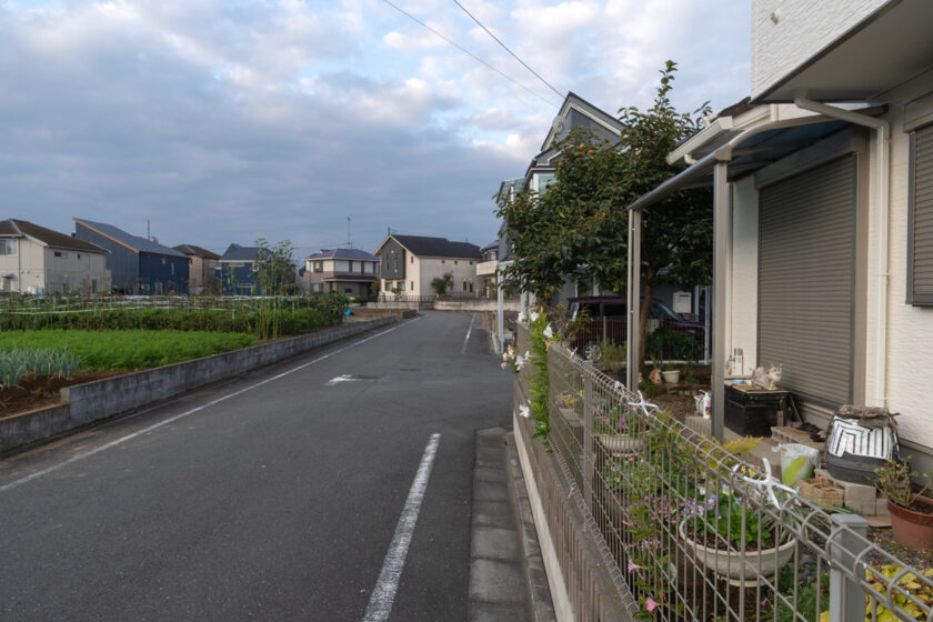 日野市の猫