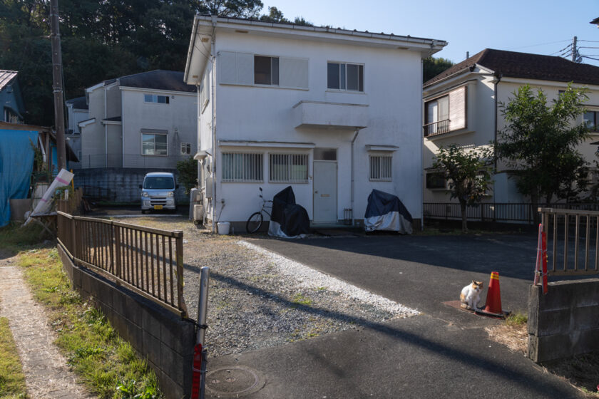 日野市の猫