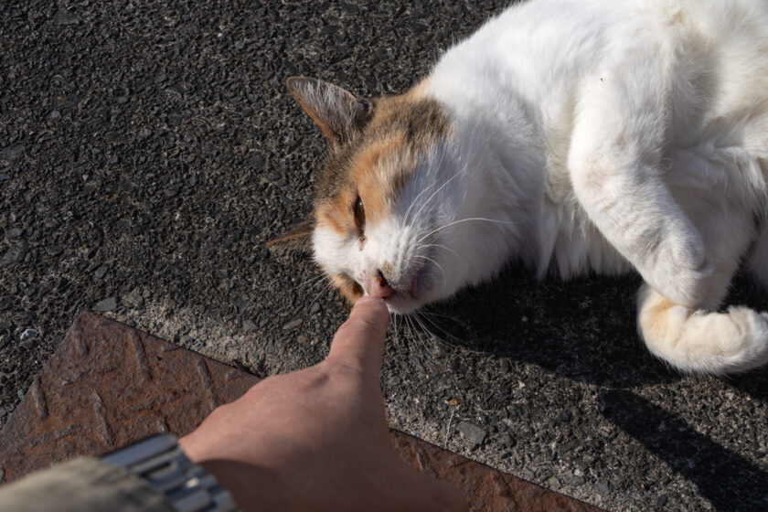 日野市の猫