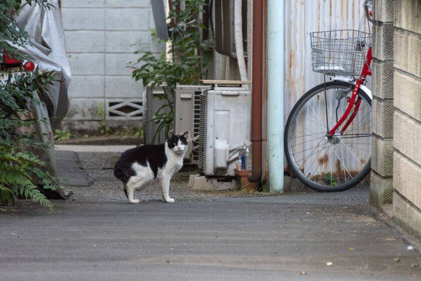 文京区の猫