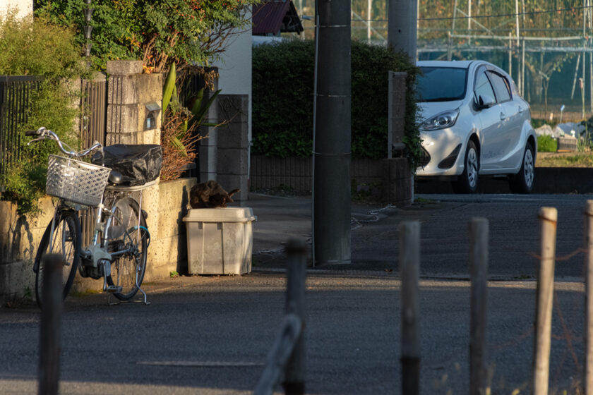 川崎市の猫