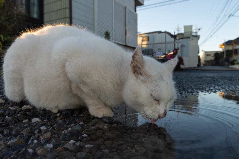 日野市の猫