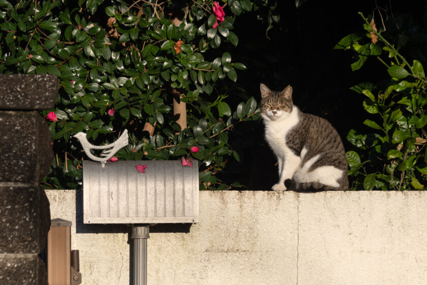 日野市の猫