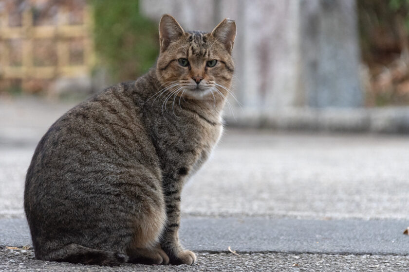 足立区の猫