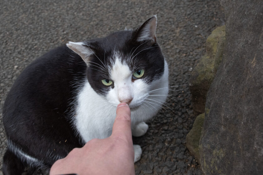 足立区の猫